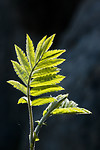 BB 15 0637 / Sorbus aucuparia / Rogn